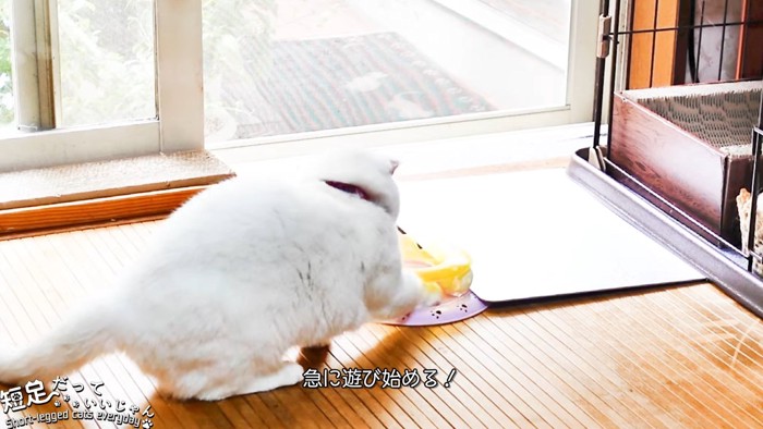 おもちゃで遊ぶ猫