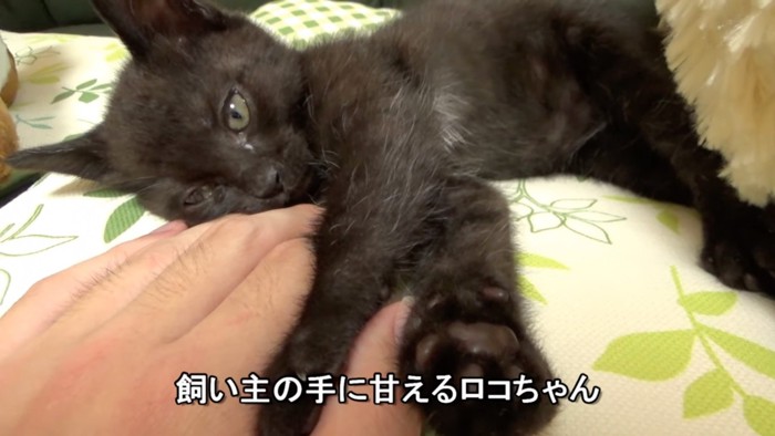 甘える猫