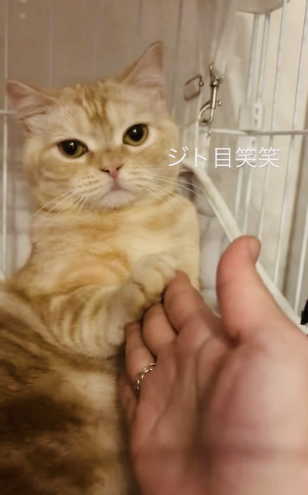 ケージの中でママさんに触られるスコティッシュフォールド