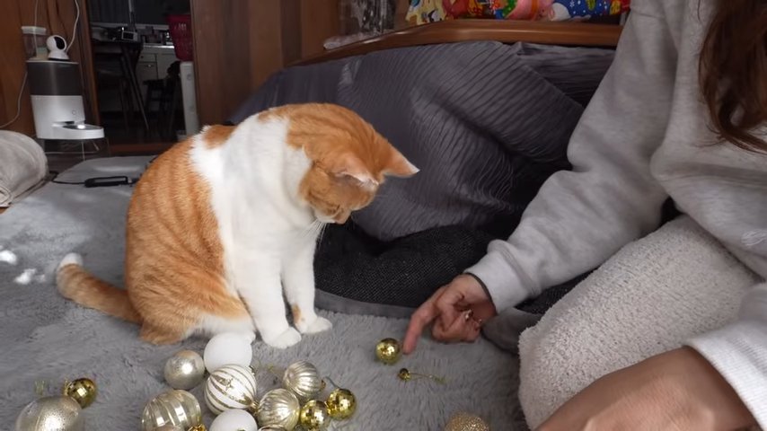 ツリーの飾りを見る猫