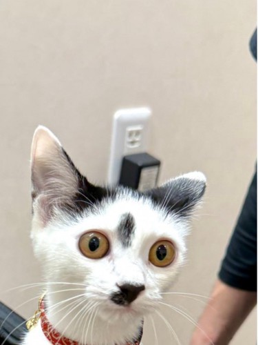 黒いキャリーバッグから身を乗り出す猫の表情