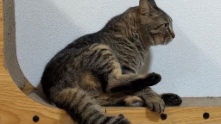 くつろぐ猫