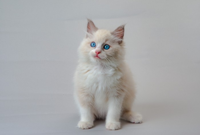 ラグドールの子猫