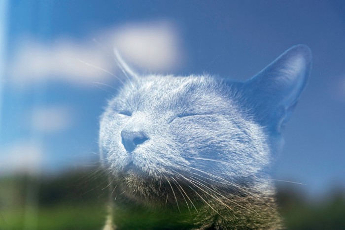 太陽光がまぶしい猫