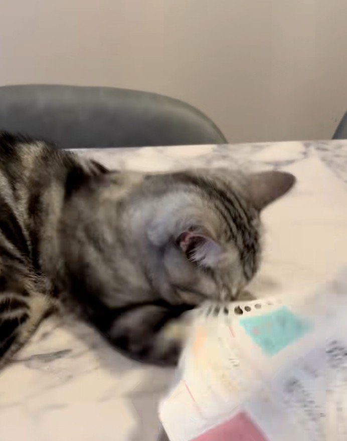 紙を噛もうとする猫