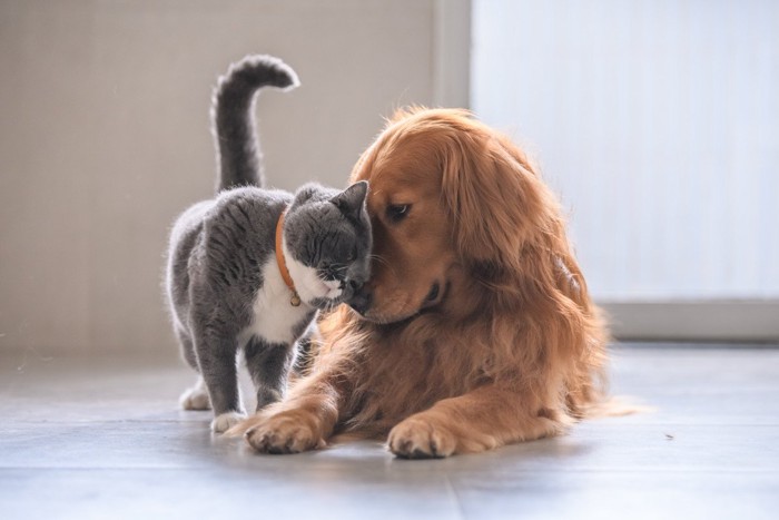 顔を寄せ合う犬と猫