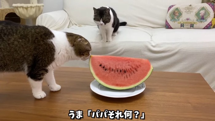 スイカのにおいを嗅ぐ猫