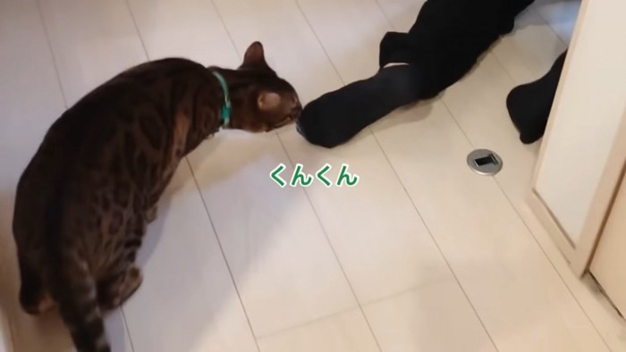 人の足のにおいを嗅ぐ猫