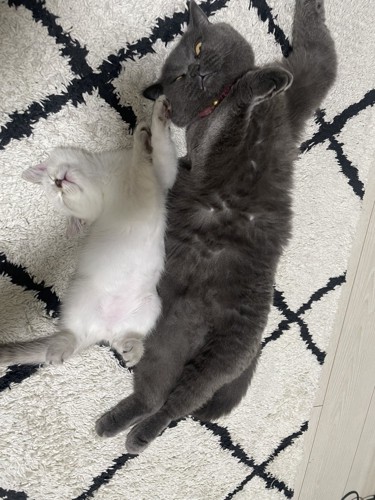 寝転がっている2匹の猫