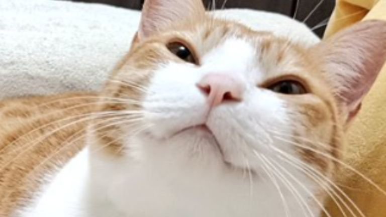 室内にいる猫