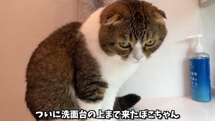 座る猫