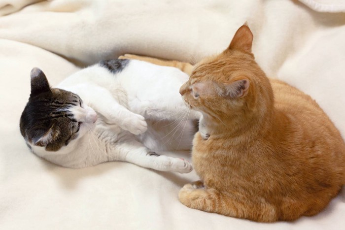 ベットの上でケンカをする2匹の猫