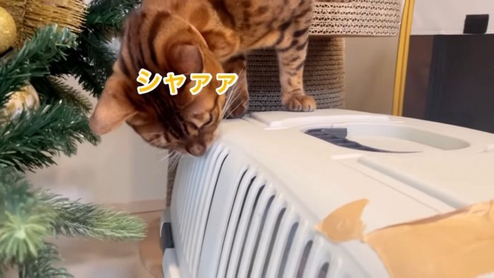 キャリーバッグの上から威嚇する猫