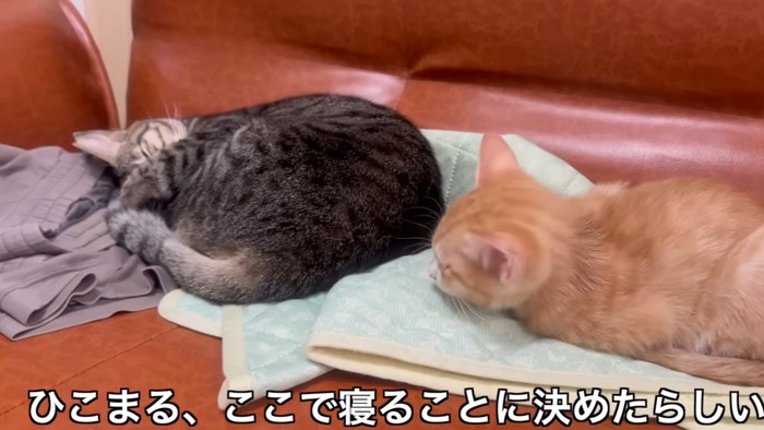 寝ているキジトラ猫の様子をうかがう子猫