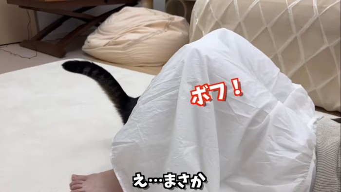 え…まさかボフ!