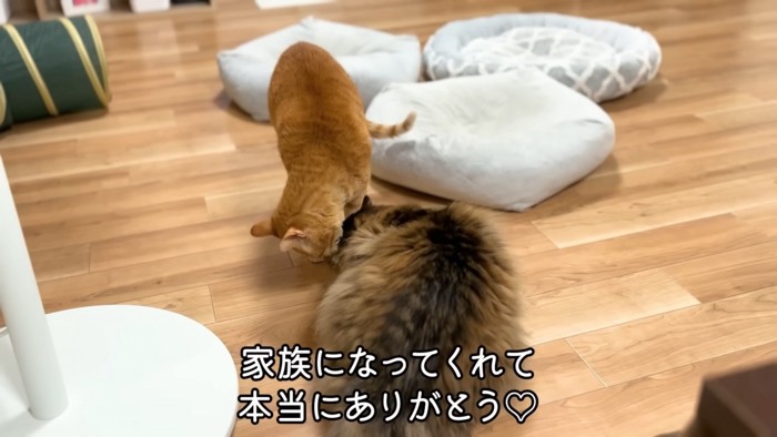 毛づくろいされる長毛猫の後ろ姿