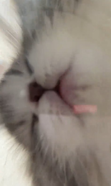目を瞑る猫