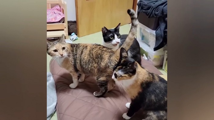 振り向く3匹の猫