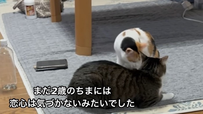 テロップ「まだ2歳のちまには～」