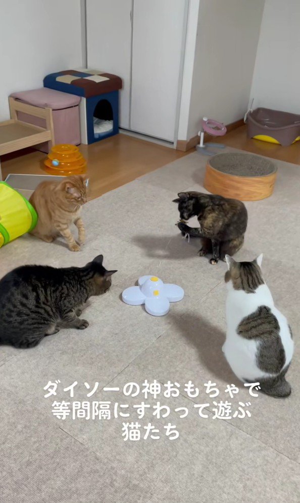 おもちゃを囲む猫たち