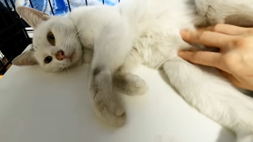 お腹を見せる猫