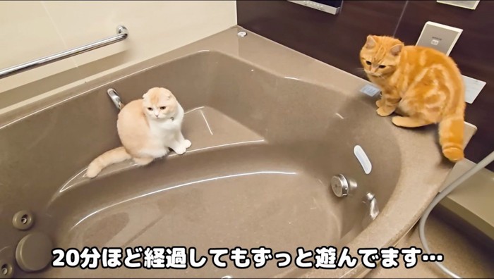 浴槽の中に座るクリーム色の猫と浴槽の縁を歩く茶色い猫