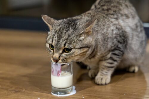 ヤクルトを舐める猫