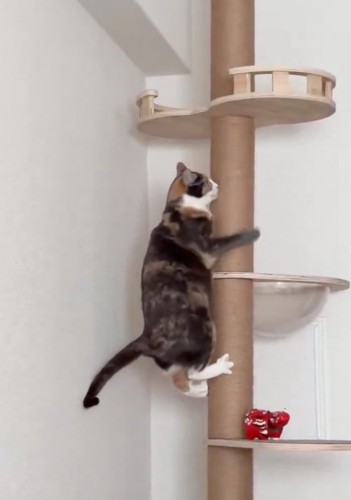 キャットタワーを降りる猫2