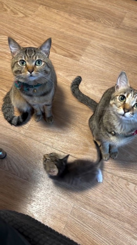 見上げる猫と歩く子猫