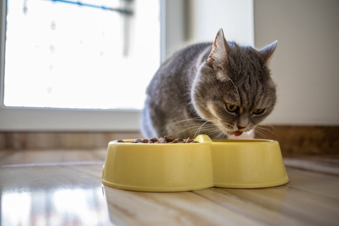 食べる猫