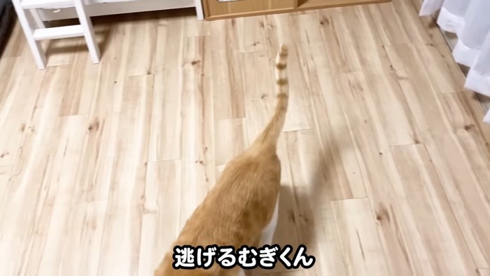 歩く猫