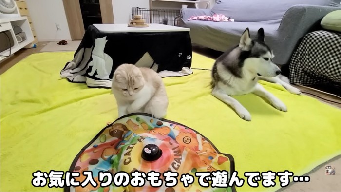 遊んでる猫