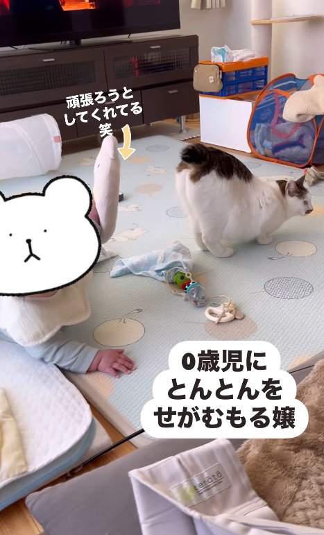 赤ちゃん前でお尻を上げる白黒猫