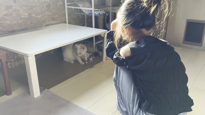 テーブルの下にいる猫