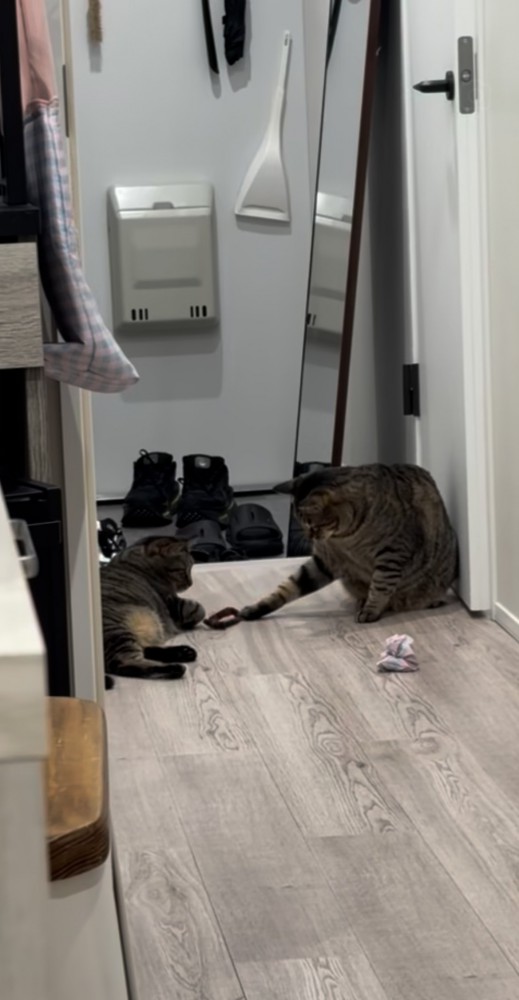廊下でおもちゃで遊ぶ2匹のキジトラ猫