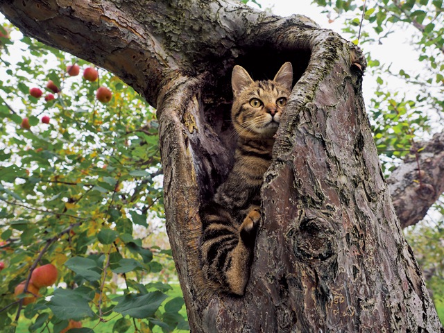 ふるさとのねこ展の写真