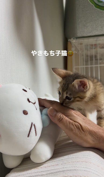 飼い主さんの手を噛む猫