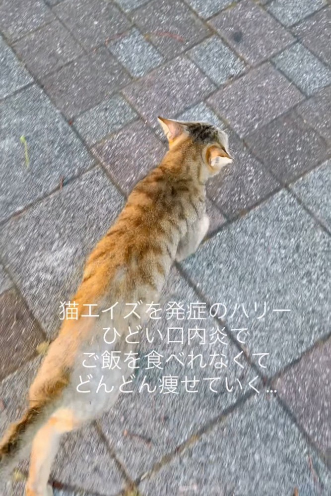歩いている猫