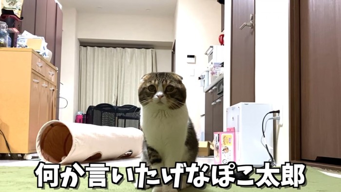 おすわりする猫