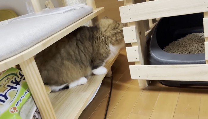 秀吉くんの後ろ姿