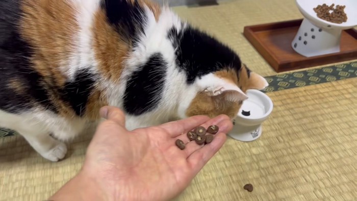 こぼしがちなミケ