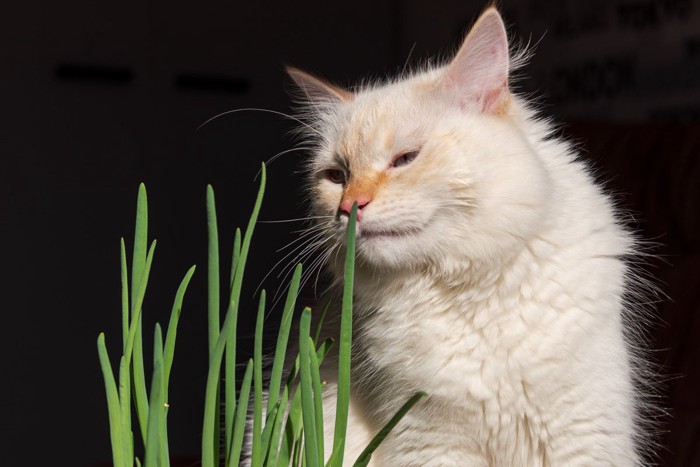 ネギのにおいを嗅ぐ猫