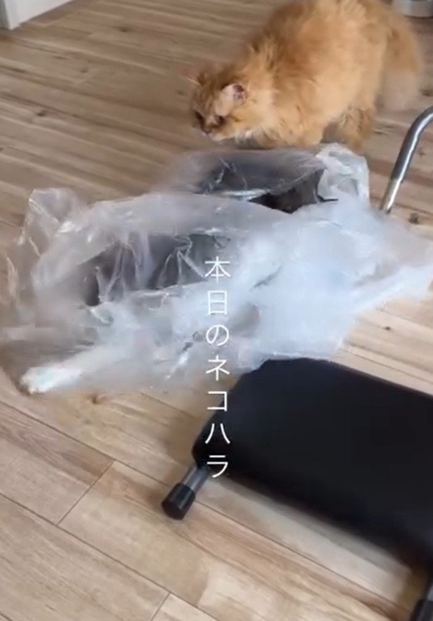 ビニル袋で遊ぶ2匹の猫