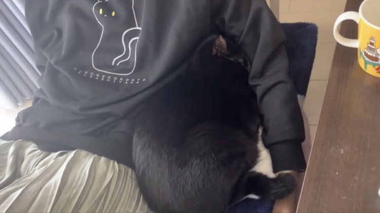 ママの脇腹に抱っこされる黒猫
