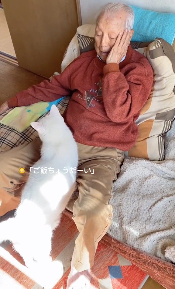 「ご飯ちょうだーい」と鳴く猫