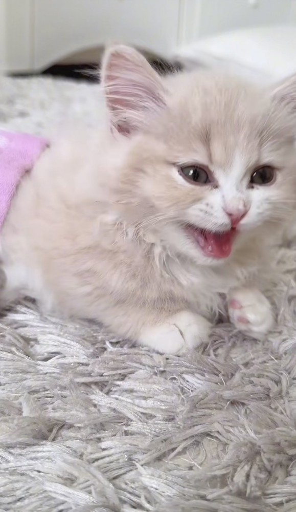 鳴いている猫の写真%%