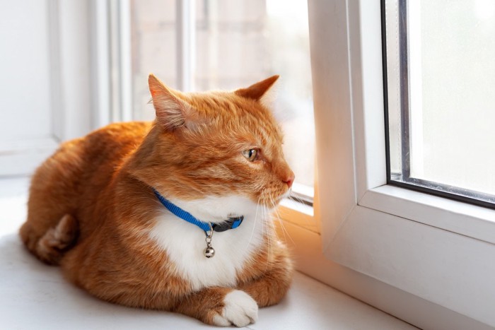 窓の外を見ている猫