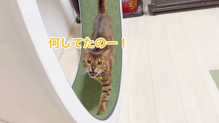 回し車で鳴いている猫