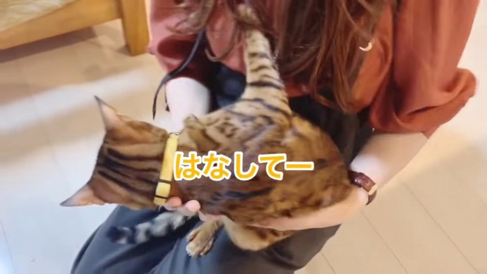 抱っこされる猫