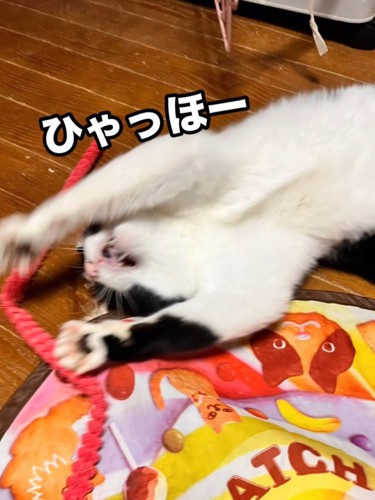 仰向けになる猫